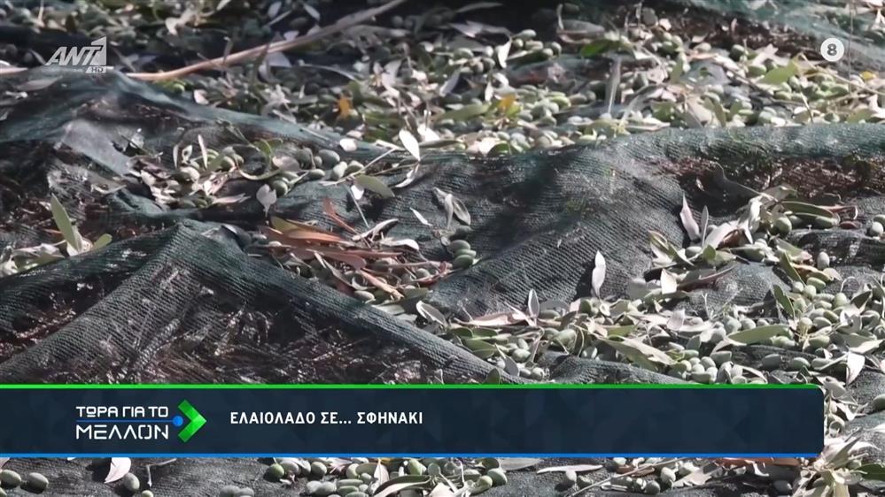 Ελαιόλαδο γεμάτο πολυφαινόλες