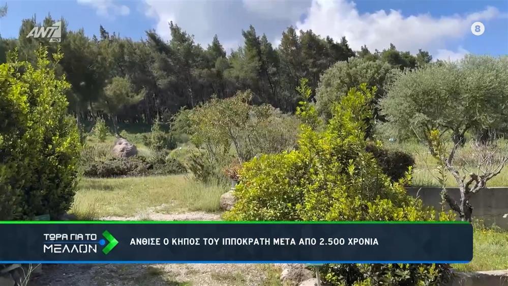 Άνθισε ο κήπος του Ιπποκράτη, μετά από 2.500 χρόνια