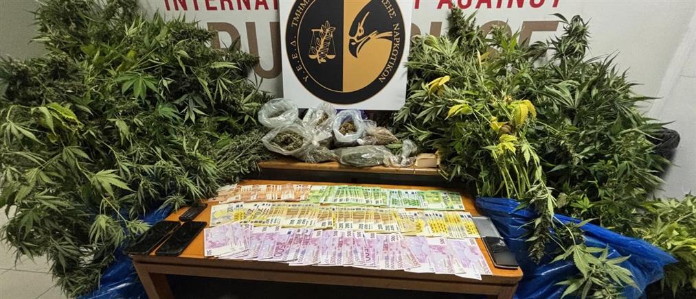 Κιάτο: Ενοπίστηκε πλήρως εξοπλισμένο εργαστήριο καλλιέργειας κάνναβης μέσα σε σπίτι - Κατασχέθηκαν 40 δενδρύλλια